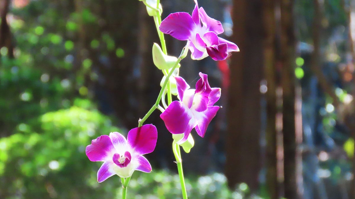 ছবি: সাদিক মৃধা