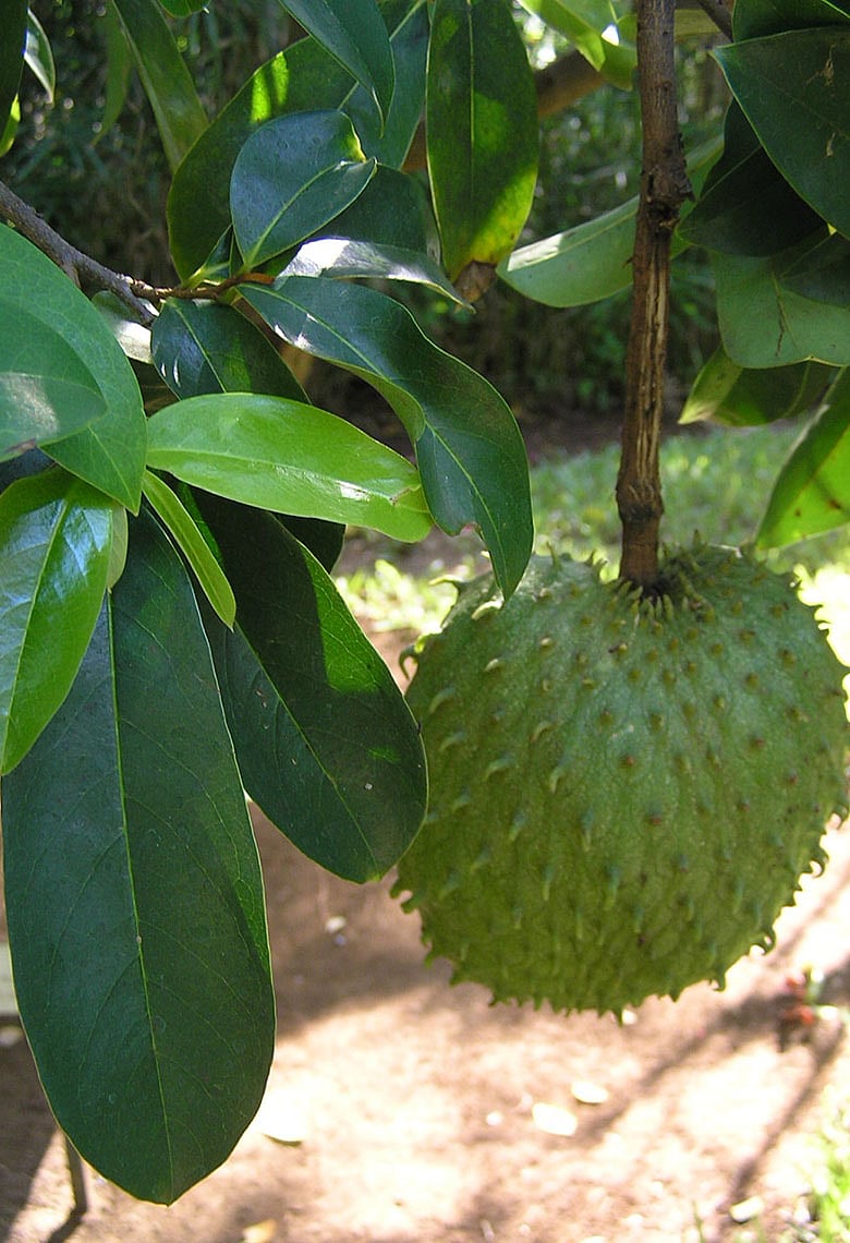 করসল কি সত্যিই ক্যানসার নির্মূল করে?