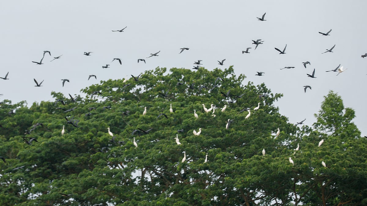 ছবি: সাদ্দাম হোসেন