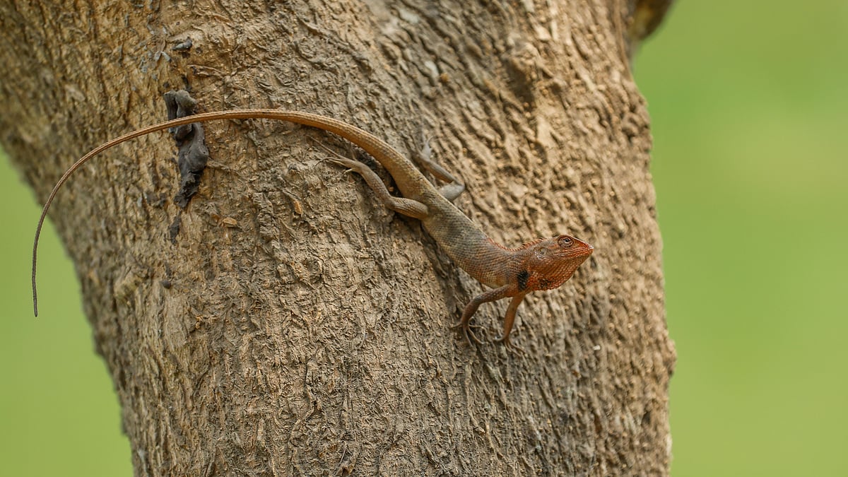 ছবি: সাদ্দাম হোসেন