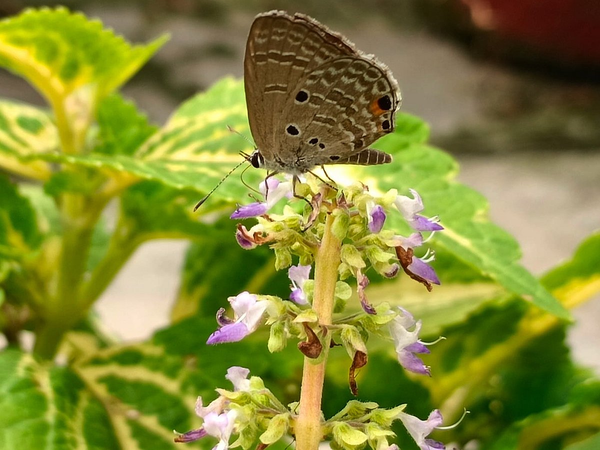 ফুলে এসেছে প্রজাপতি  