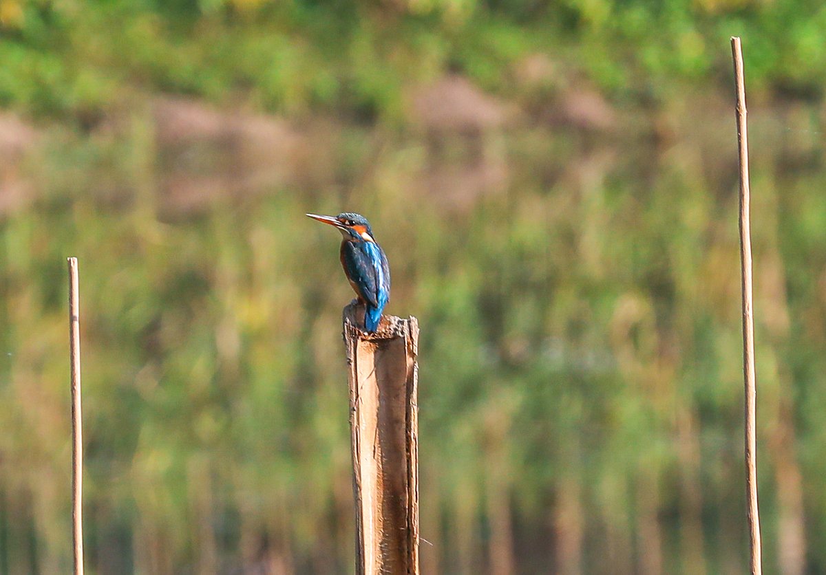ছবি: সাদ্দাম হোসেন