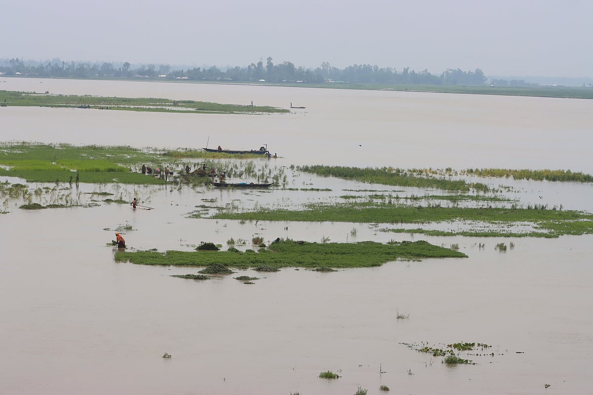 হঠাৎ বৃষ্টিতে তলিয়ে গেছে চরের বাদামখেত।  