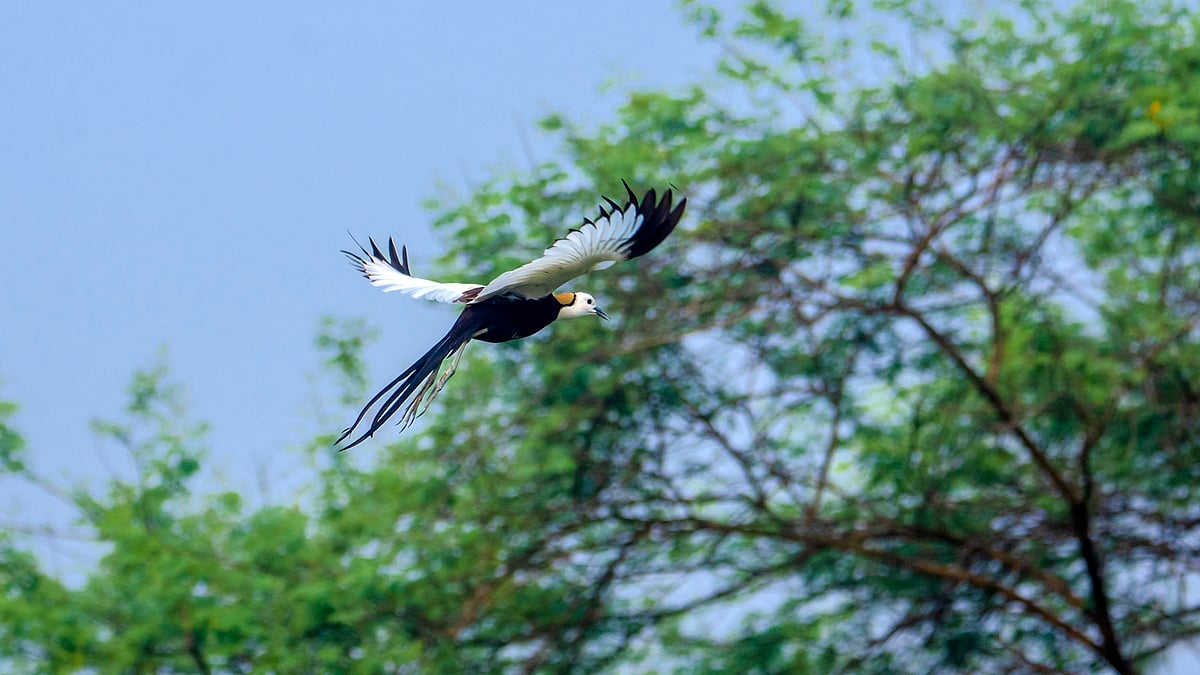 উড়ন্ত জলময়ূরেই যেন পূর্ণতা পায় পাখিটির নয়নাভিরাম সৌন্দর্য
