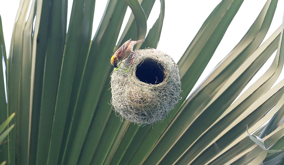 বাসা বুনতে কচি ধানগাছের পাতা সংগ্রহ করে এনেছে বাবুই পাখি 