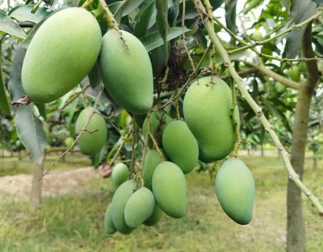 ছবি: প্রথম আলো