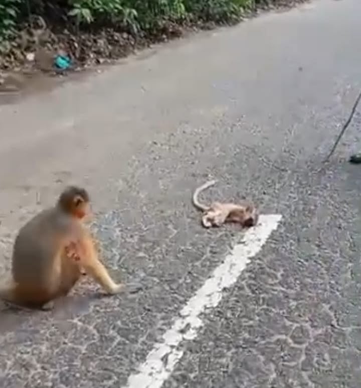 ছ‌বি: ভি‌ডিও থে‌কে নেওয়া