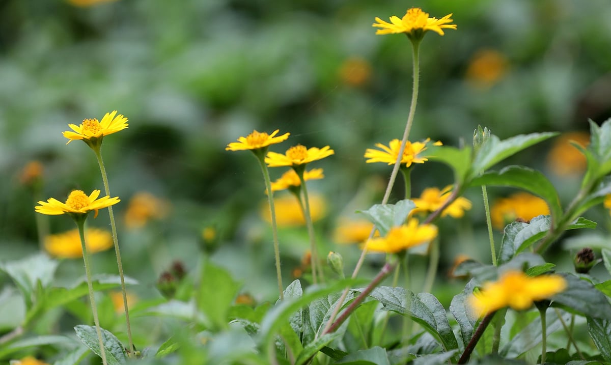 ছবি: সোয়েল রানা 