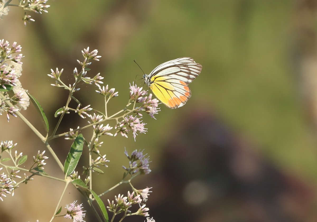 ছবি: সুপ্রিয় চাকমা 
