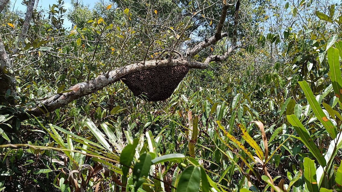 ছবি: প্রথম আলো