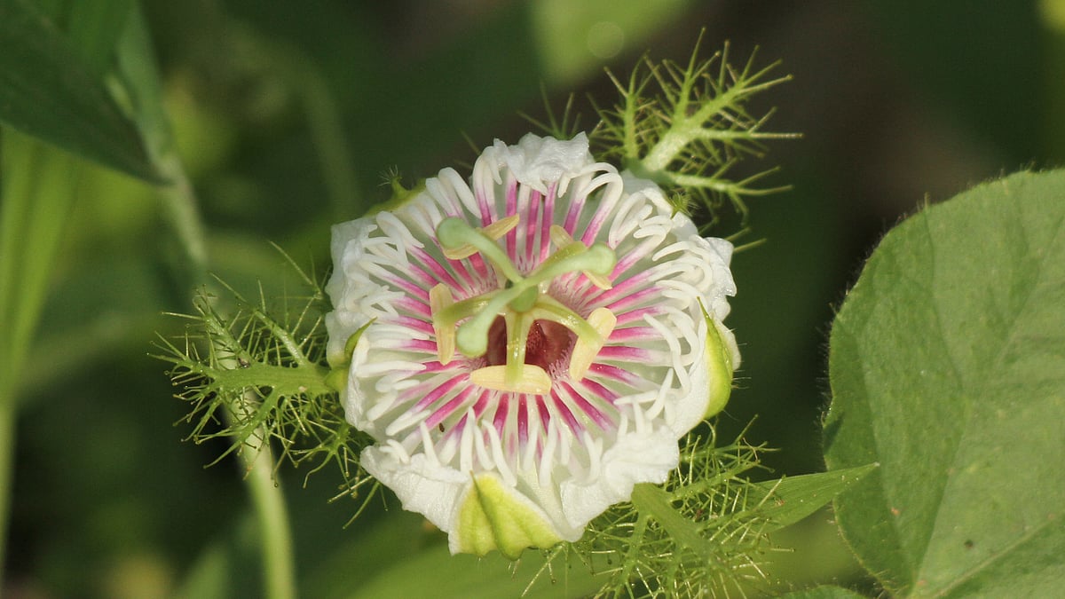 ছবি: সুপ্রিয় চাকমা