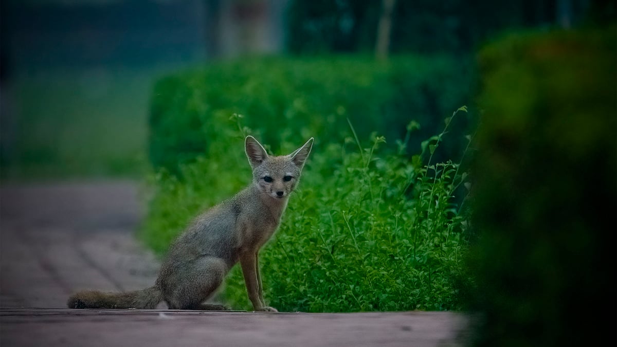 ভোরের আলো ফোটার আগেই দেখা যায় ওদের