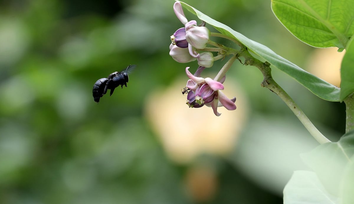 ছবি: সোয়েল রানা  