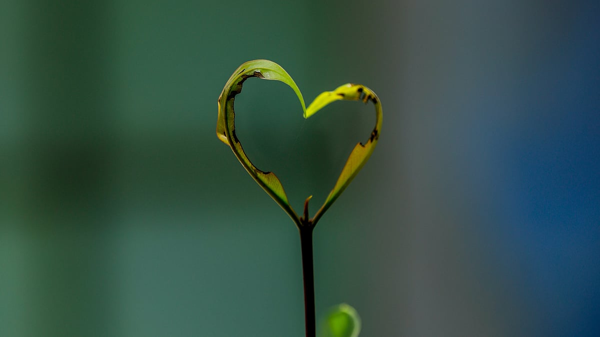 ছবি: সাদ্দাম হোসেন