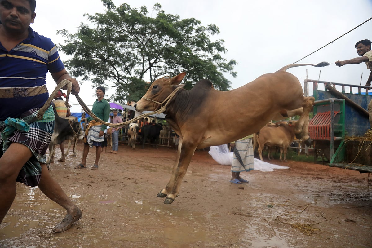 ছবি: হাসান মাহমুদ 