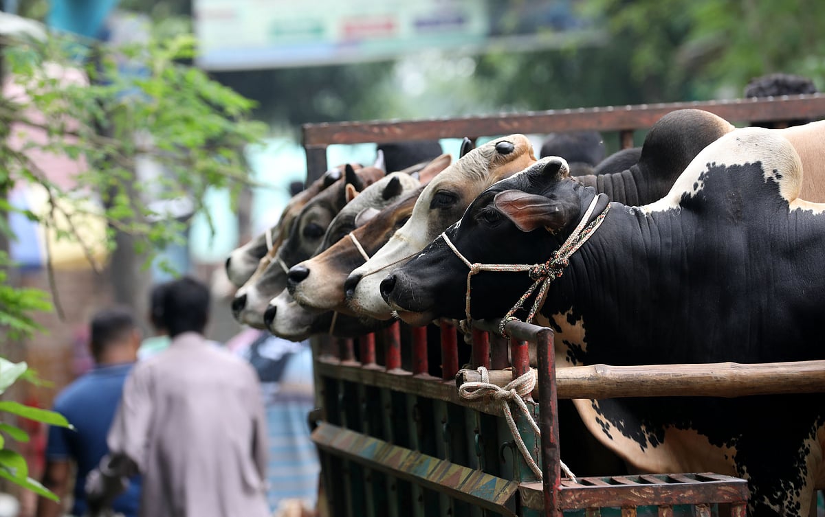 ভটভটি ভরে হাটে গরু আনা হয়েছে 