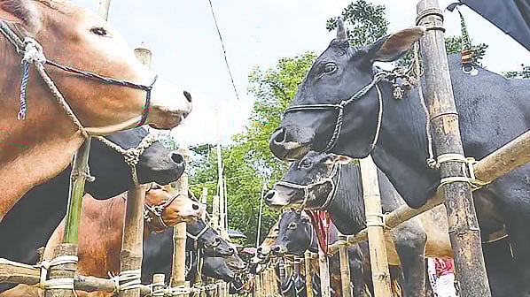 ফাইল ছবি: প্রথম আলো