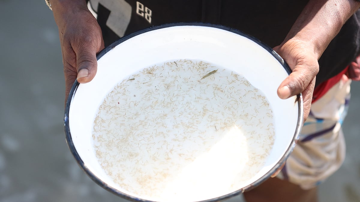 মাছের রেণু বা ধানি প্লেটে করে এনে দেখানো হচ্ছে