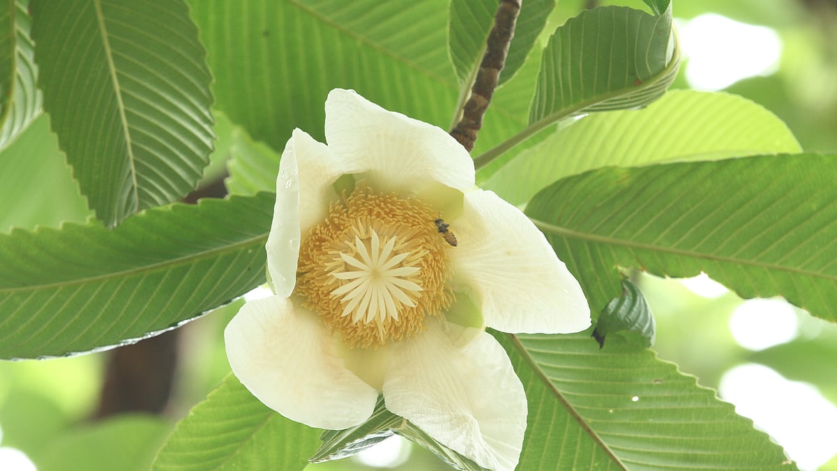 সুপ্রিয় চাকমা