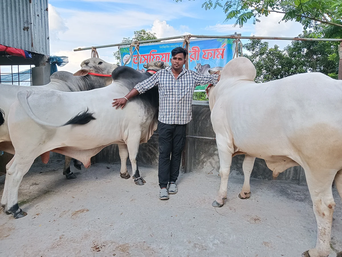 রাজবাড়ীর কালুখালী উপজেলার গৌরাঙ্গপুর গ্রামের নিজ বাড়িতে প্রবাসী বাবু মিয়ার খামারে দেশি-বিদেশি বিভিন্ন জাতের ষাঁড় আছেছবি: প্রথম আলো