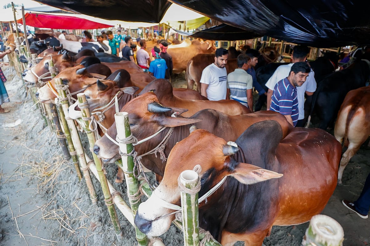 বাণিজ্যিক খামারের পশুতে সমৃদ্ধ বাজার