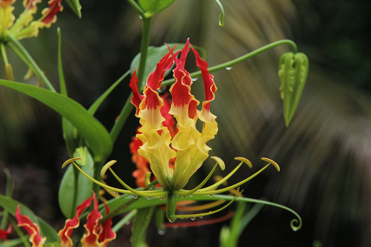 ছবি: সুপ্রিয় চাকমা