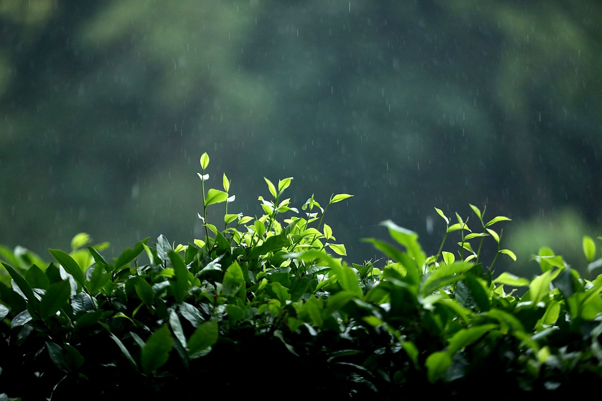 চা–বাগানে সবুজ পাতার ওপর ঝরে পড়ছে ঝিরিঝিরি বৃষ্টি 