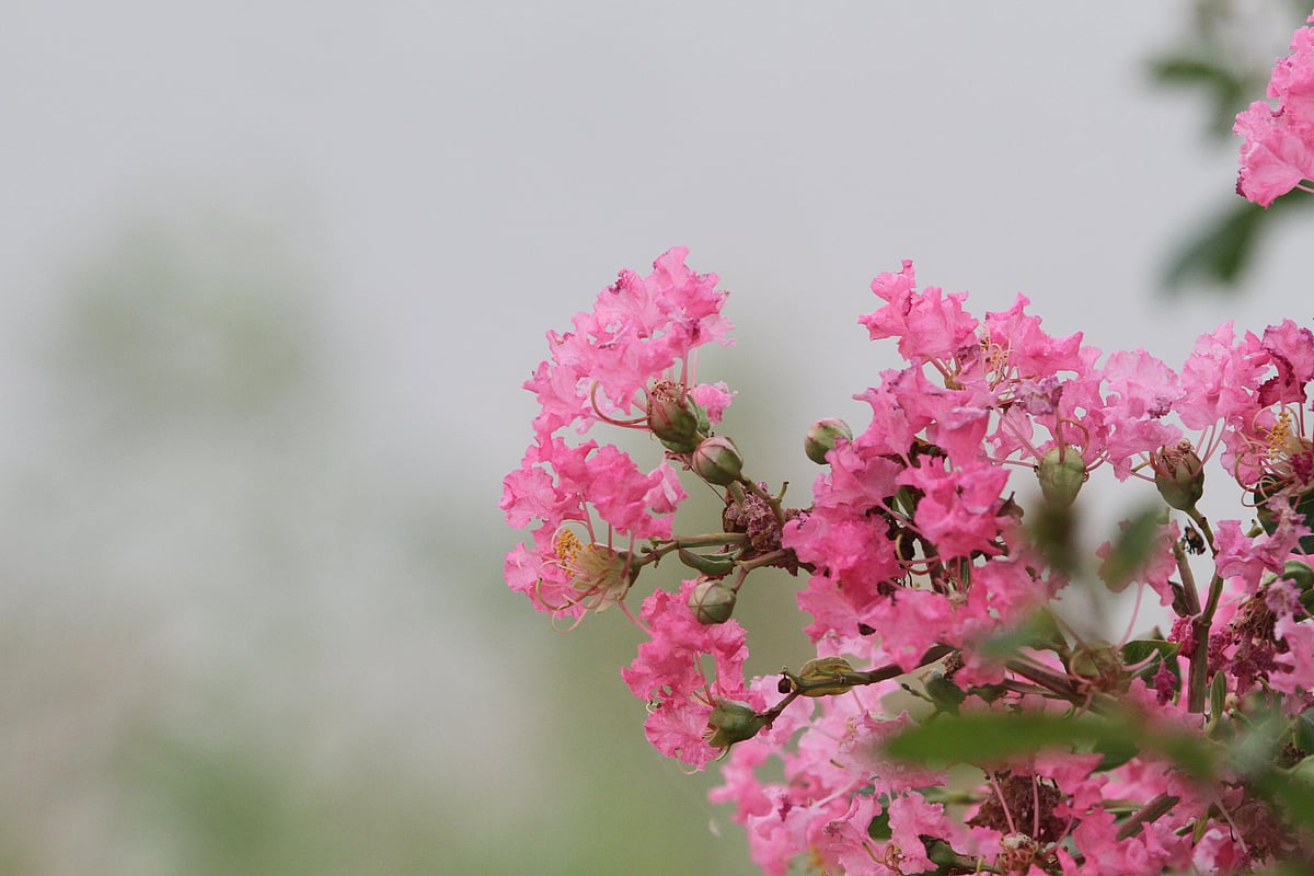 ছবি: সুপ্রিয় চাকমা  