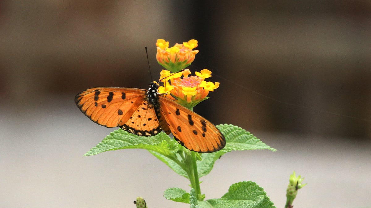 ছবি: সুপ্রিয় চাকমা