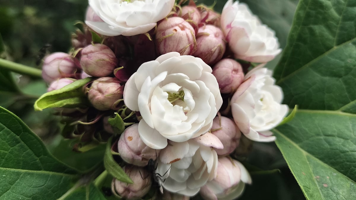  ছবি: সাজেদুল আলম 