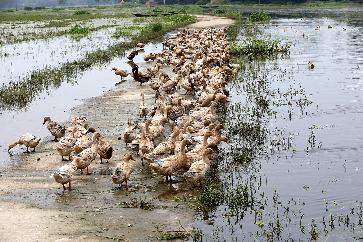 চলনবিলে হাঁসের দল।