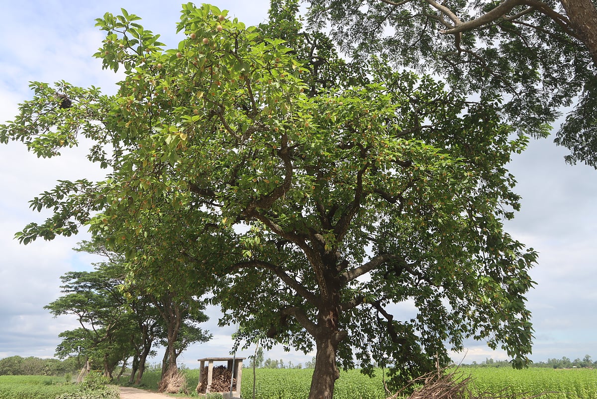 সড়কের ধারে কদমগাছে পাতার সঙ্গে ফুটে আছে হলদে রঙের কদম ফুল 