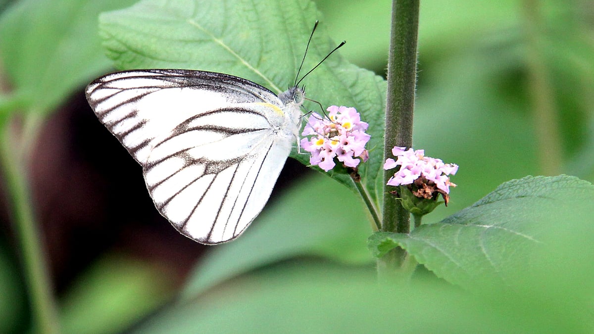 ছবি: আব্দুল মোমিন
