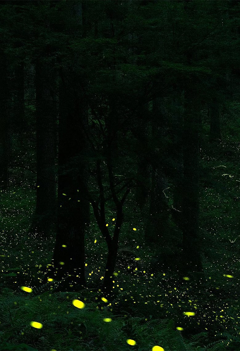 আপনি কি কখনো জোনাকি দেখেছেন? বিলুপ্তির পথে এই মায়াময় আলোকপতঙ্গ