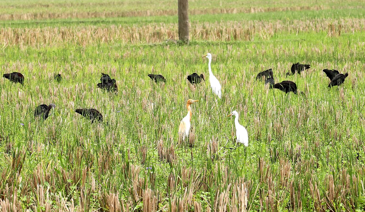 মাঠে খাবার খাচ্ছে পরিযায়ী কাস্তেচরা পাখি 