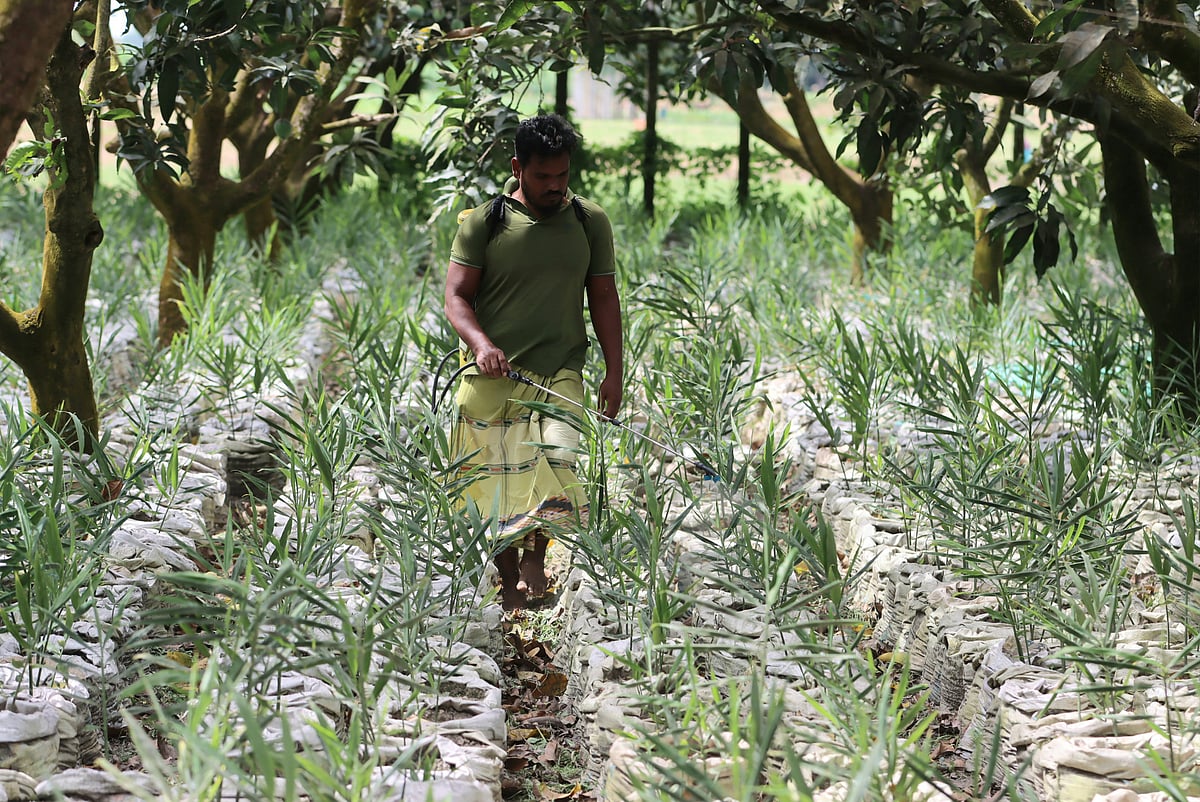 আদার চারায় কীটনাশক ছিটাচ্ছেন সৈয়দ আলীর ছেলে 