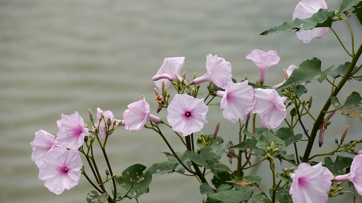 ছবি: সাদ্দাম হোসেন