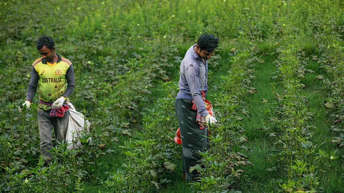 বাছাই করে বাজারে বিক্রির উপযোগী ঢ্যাঁড়স তুলছেন চাষিরা।