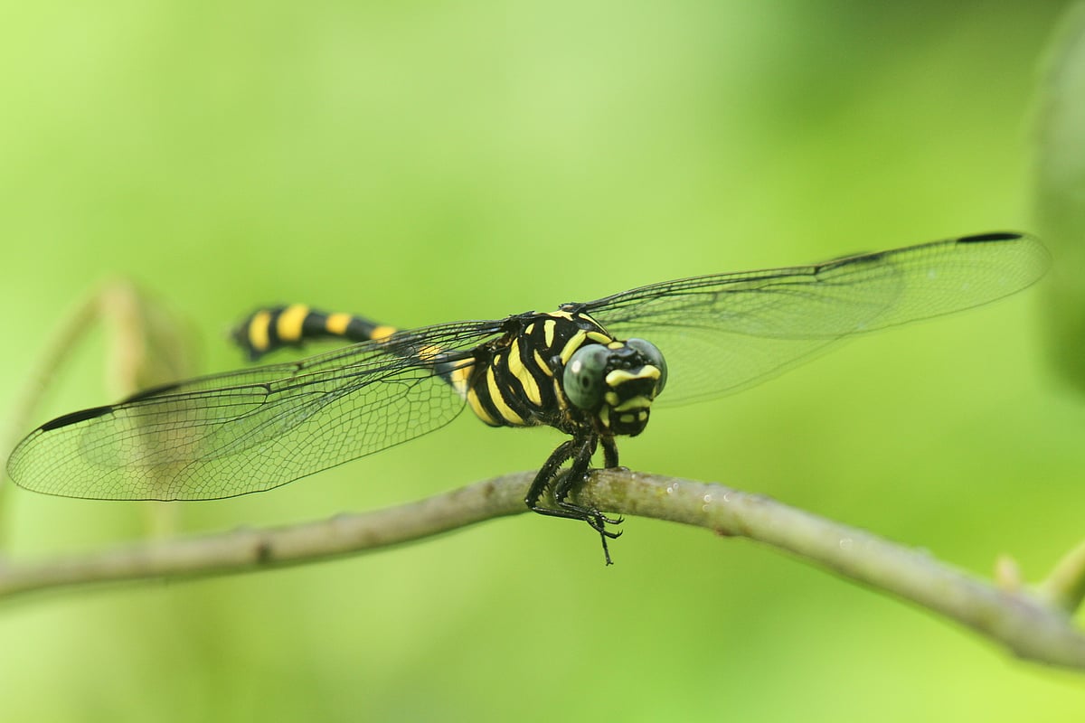 ছবি: সুপ্রিয় চাকমা