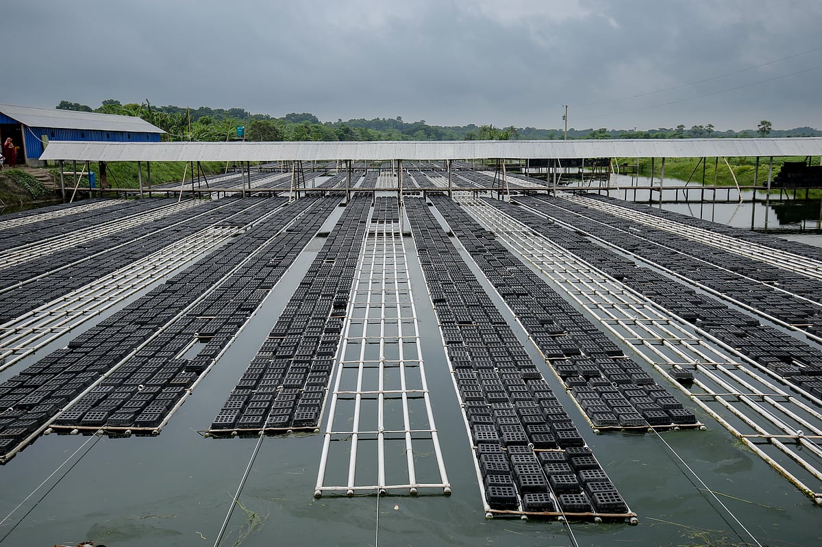খামারের জলাশয়ে ভাসছে সারি সারি কাঁকড়ার খাঁচা 