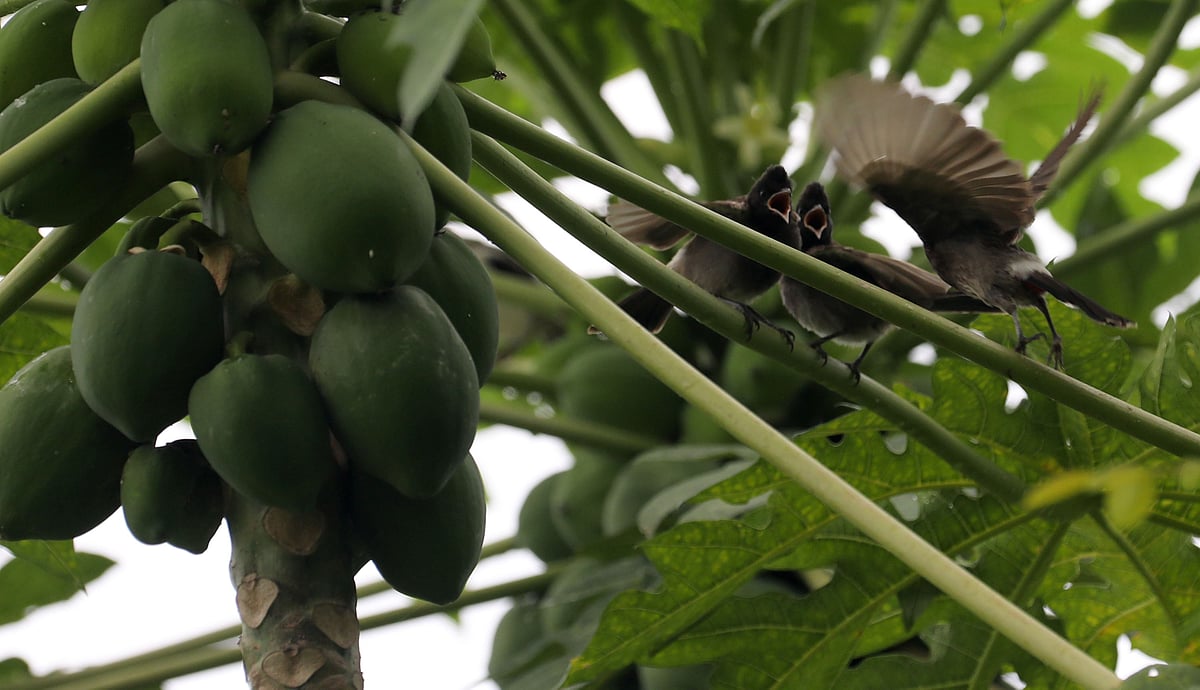 খাবারের জন্য চেঁচিয়ে যাচ্ছে জোড়া বুলবুলিছানা 