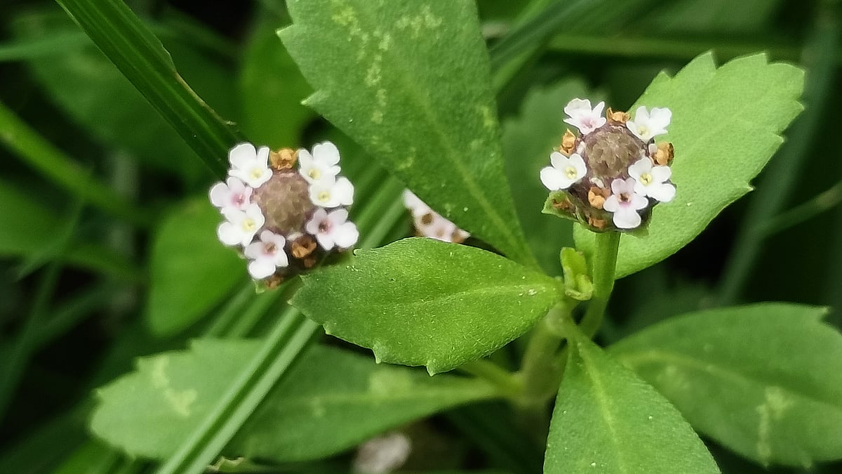 ছবি: সাজেদুল আলম