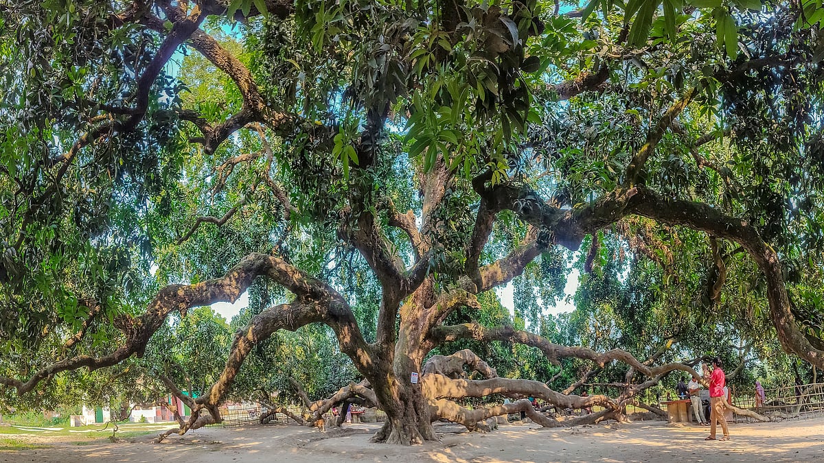 বিশাল আকৃতির আমগাছটি ক্যামেরার এক ফ্রেমে দেখানো কঠিন