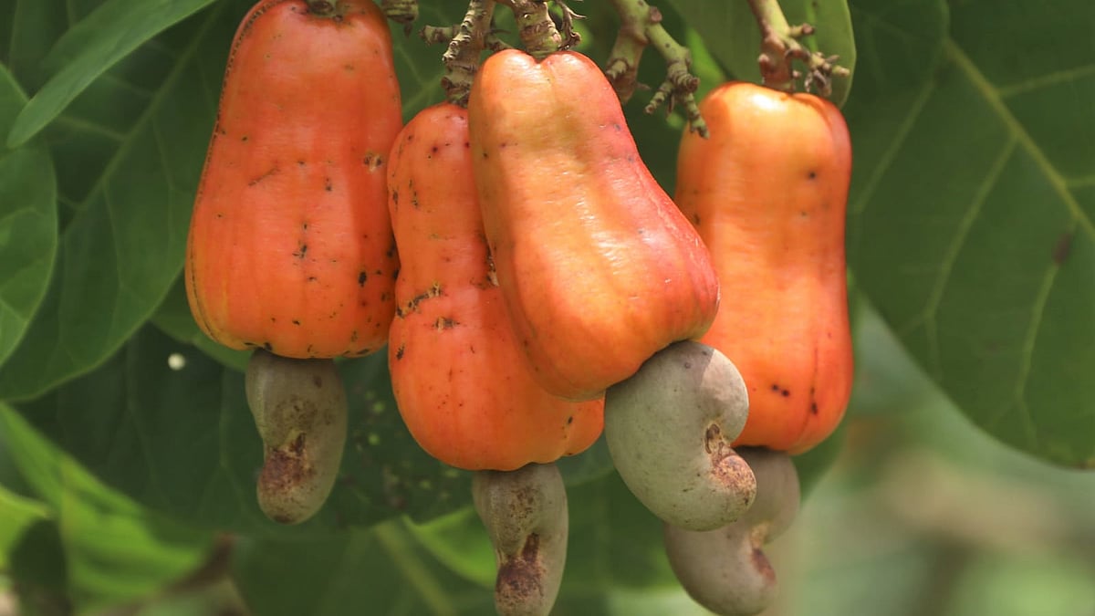 গাছে পাকা কাজু বাদাম।