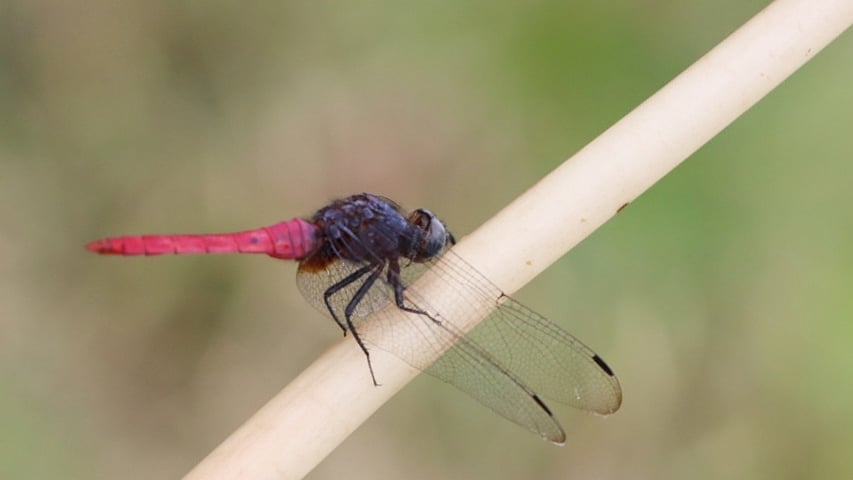 ছবি: মংহাইসিং মারমা