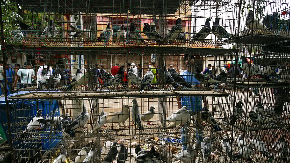 বিক্রির জন্য আনা খাঁচাভর্তি নানা জাতের কবুতর