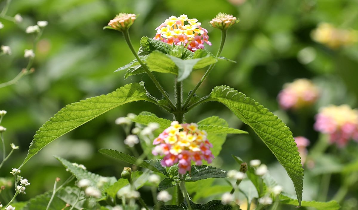 ছবি: সোয়েল রানা