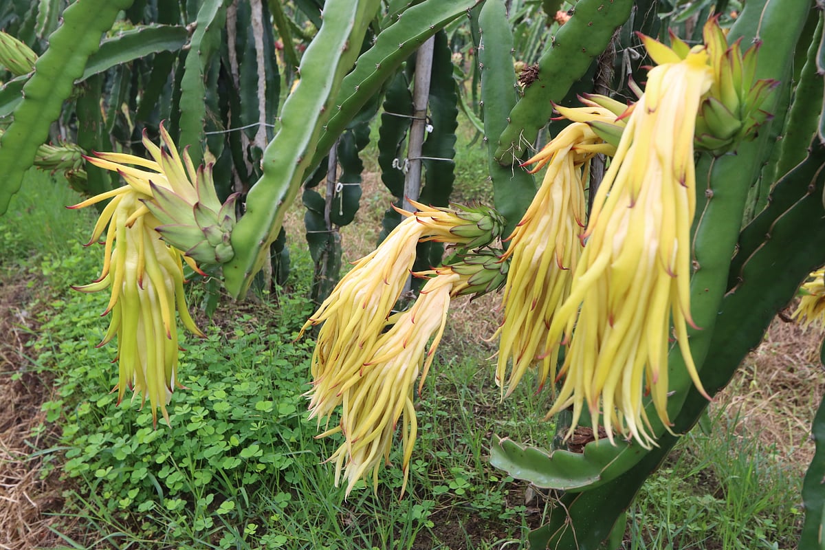 সারি ধরে লাগানো ড্রাগনগাছে ফুল ফুটেছে