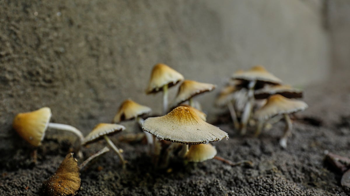 ছবি: সাদ্দাম হোসেন