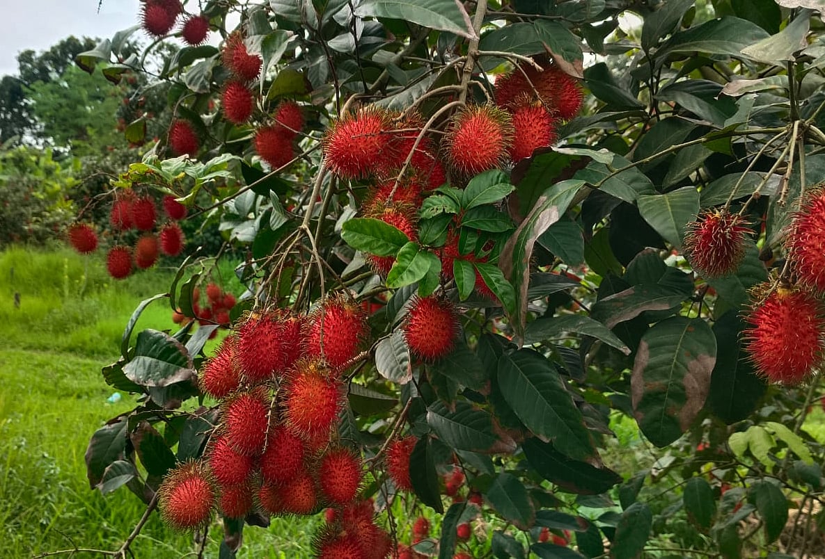 বাগানে থোকায় থোকায় ঝুলছে পাকা রামবুটান।
